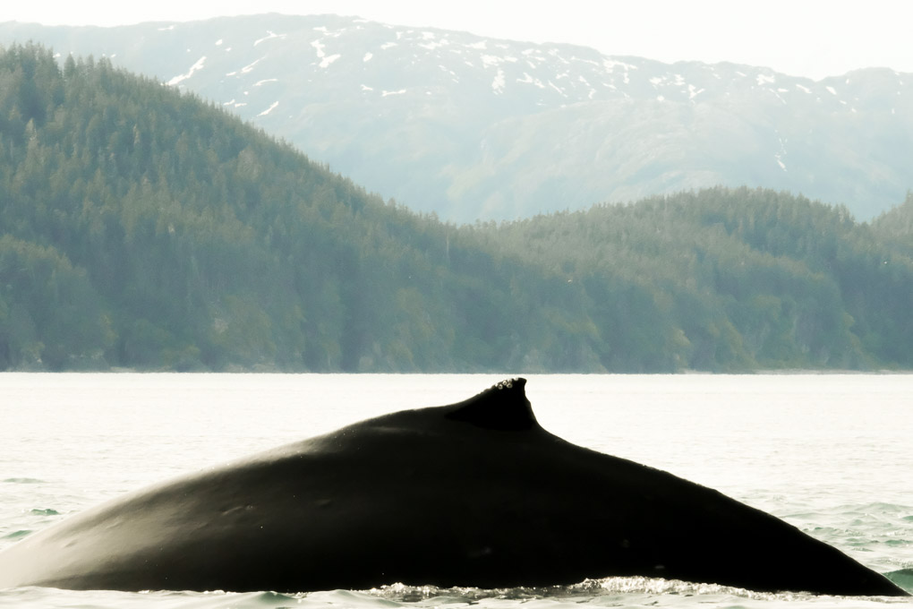 Humpback whale