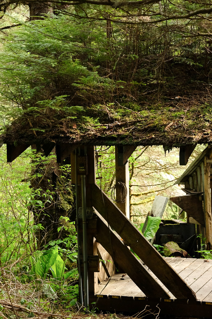 camp immersed in the forest