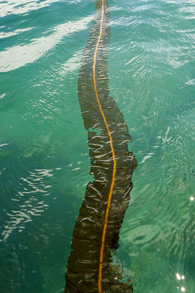kelp forests