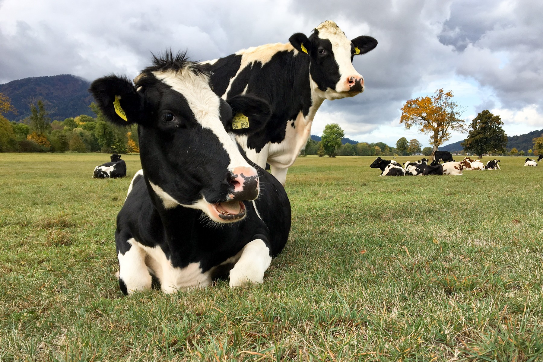 Cows