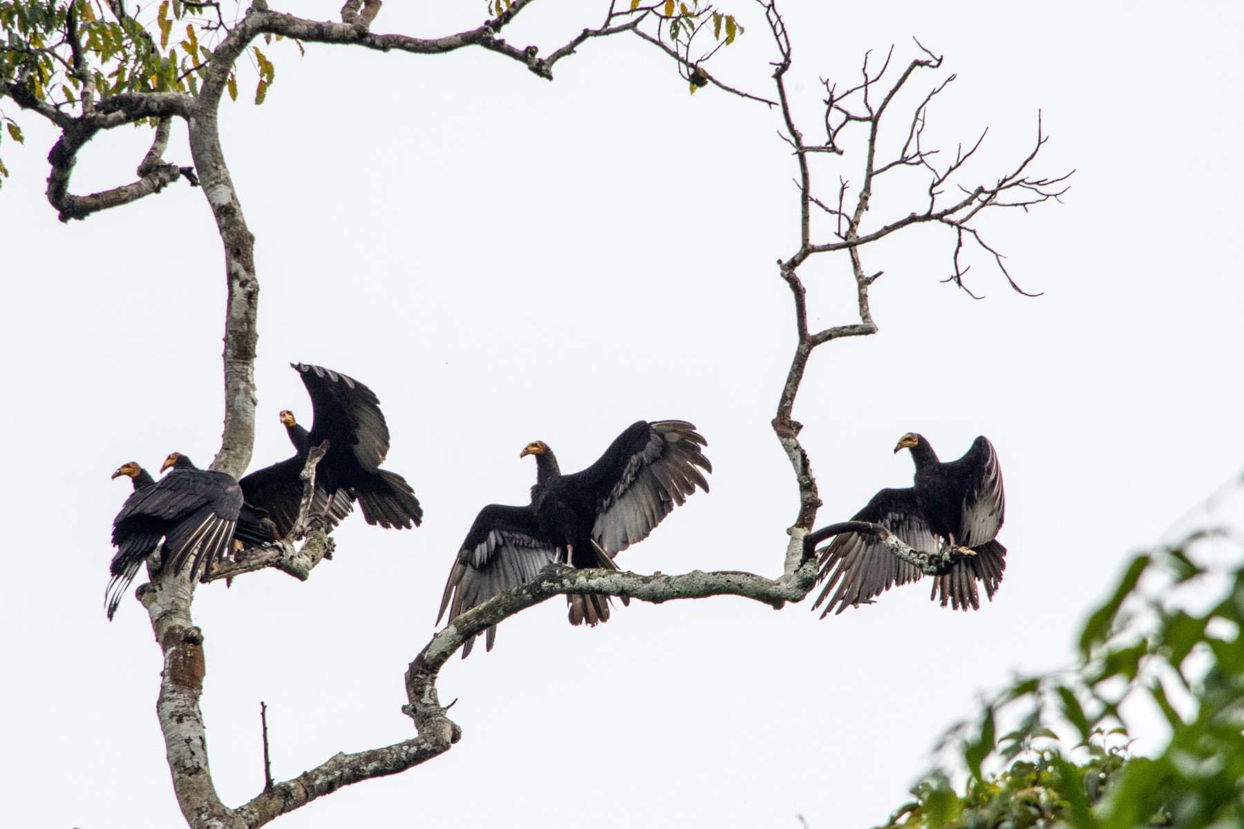 birds in tree