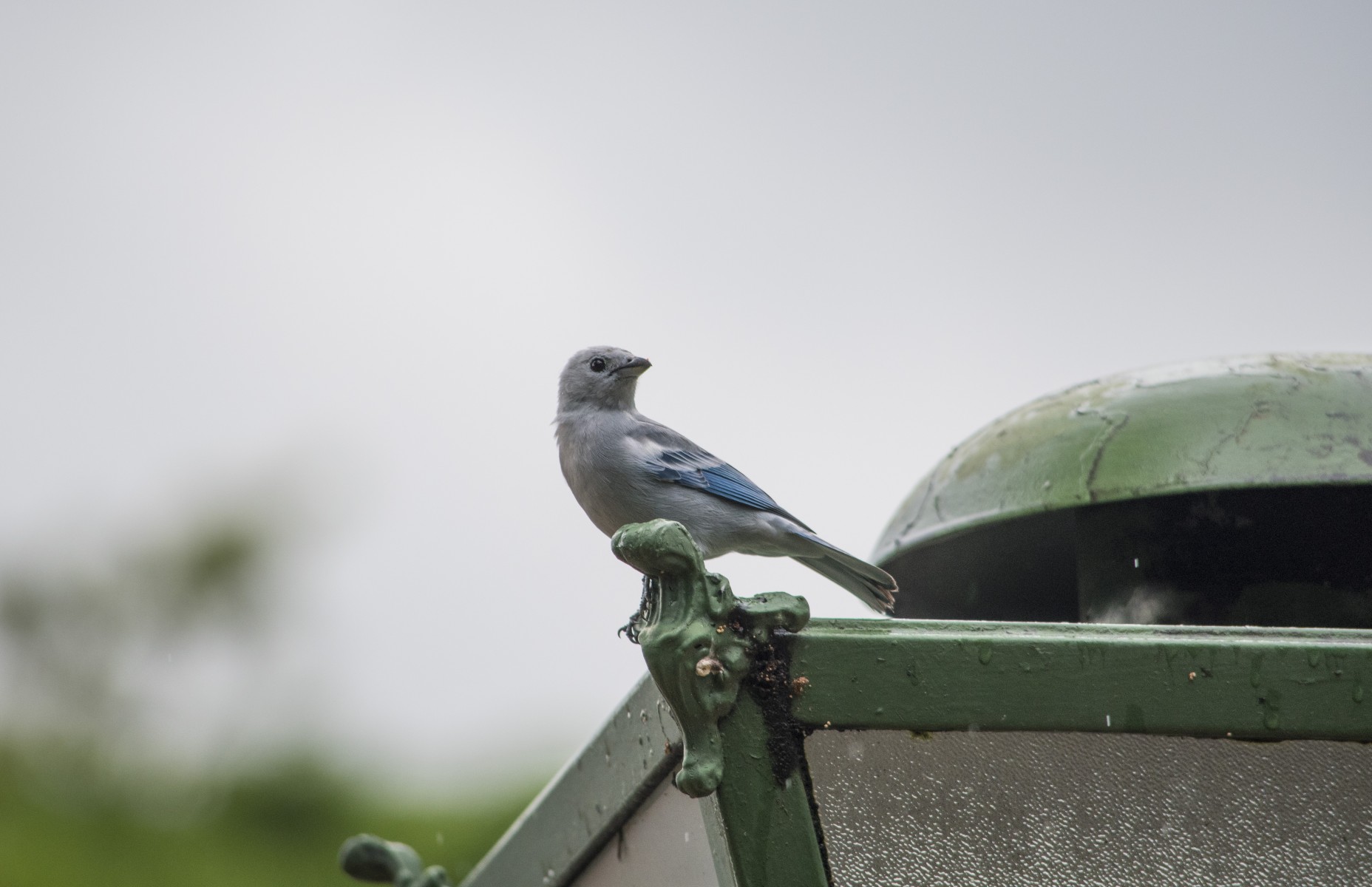 birds on rooftop