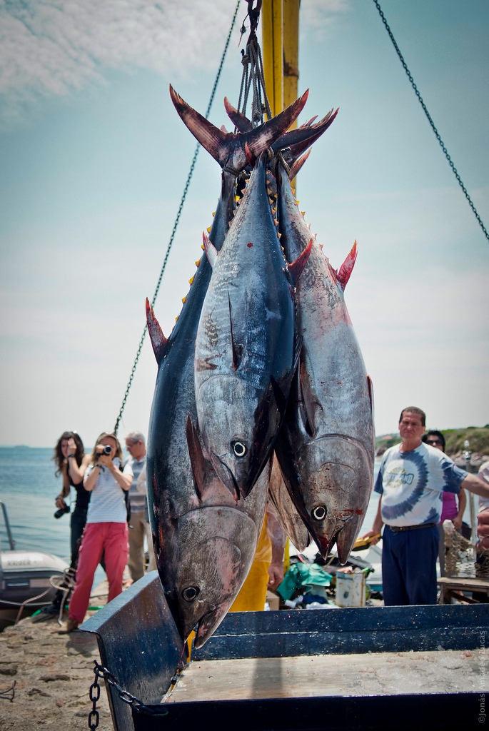 bluefin tuna