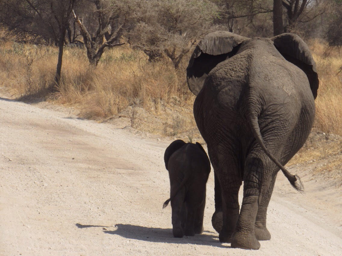 Elephants
