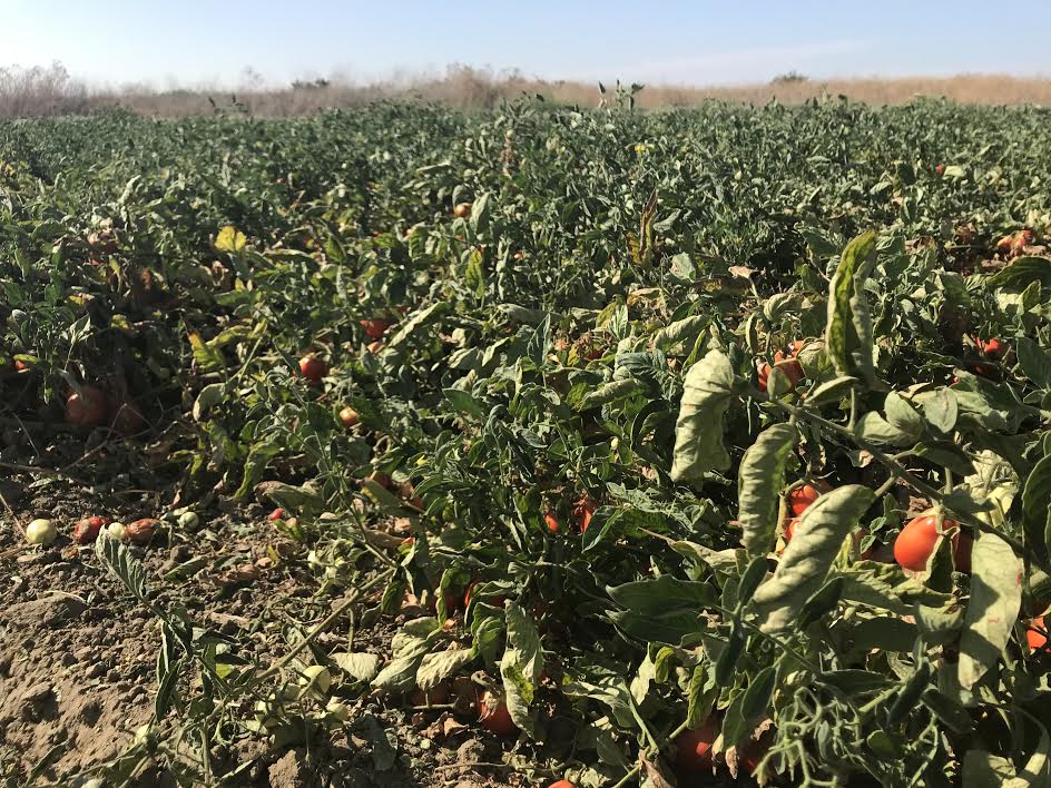 tomato farm