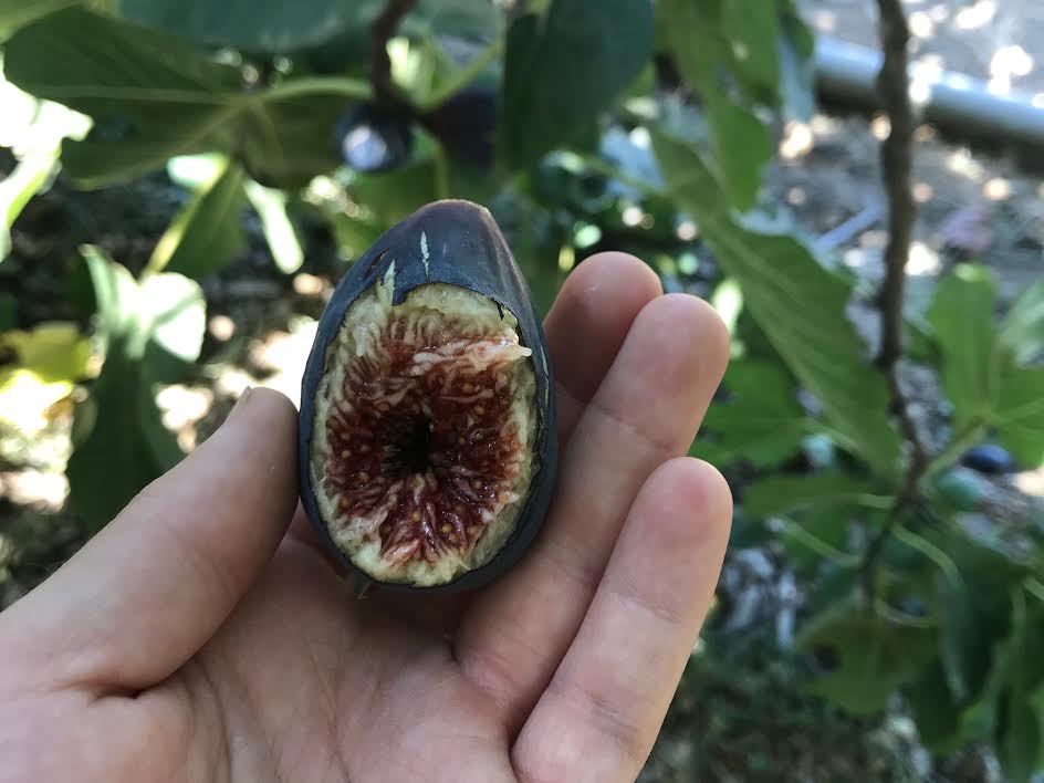 Fig