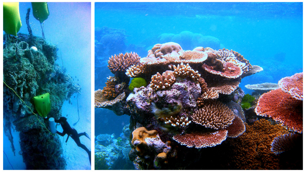 2 images of coral reefs