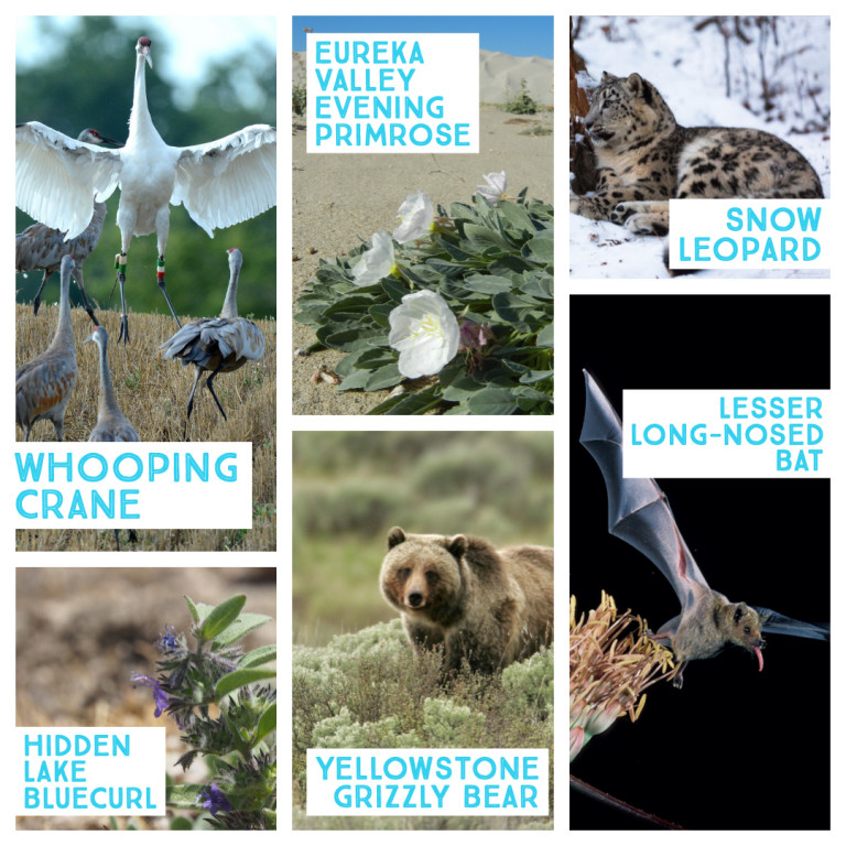 Species removed from the Endangered Species List