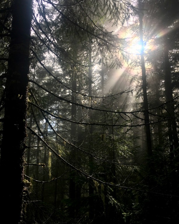 redwood trees