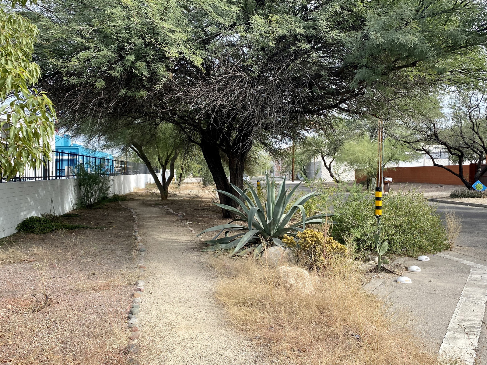 A tree planted by the sidewalk on the edge of a street.