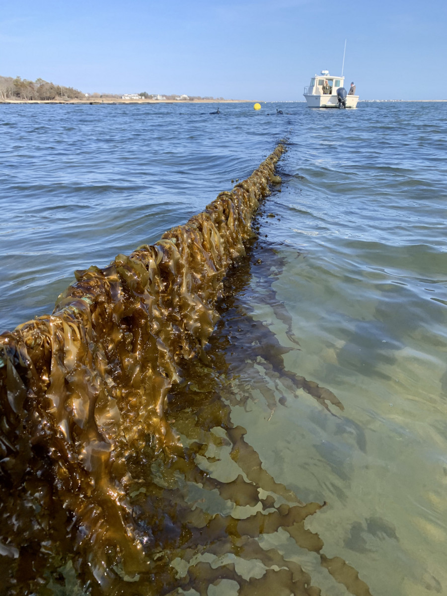 Kelp growing in water with a boat in the background.
