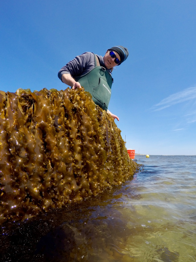 Man standing in water looks down at a collection of kelp.