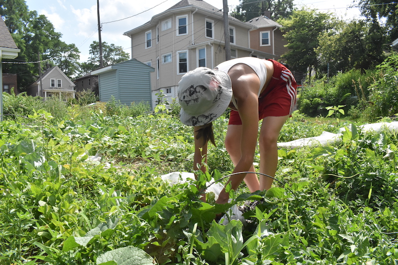 A woman in casual attire bends over to work in a lush agricultural field.