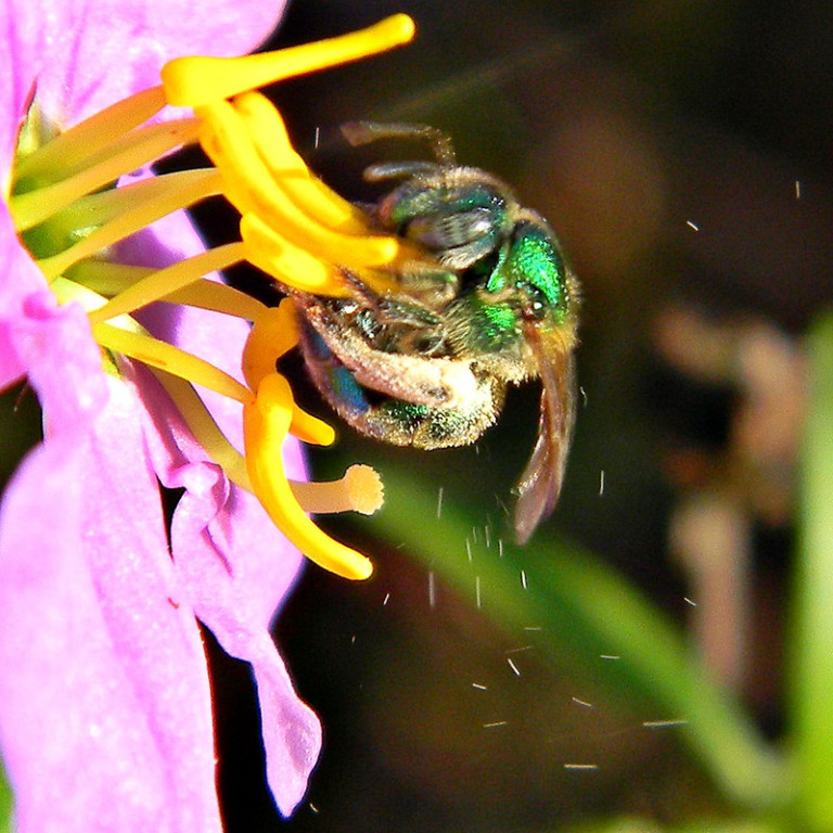 An extreme close-up of a bee perched on a flower. The vibrations of bees aid in the pollination process.