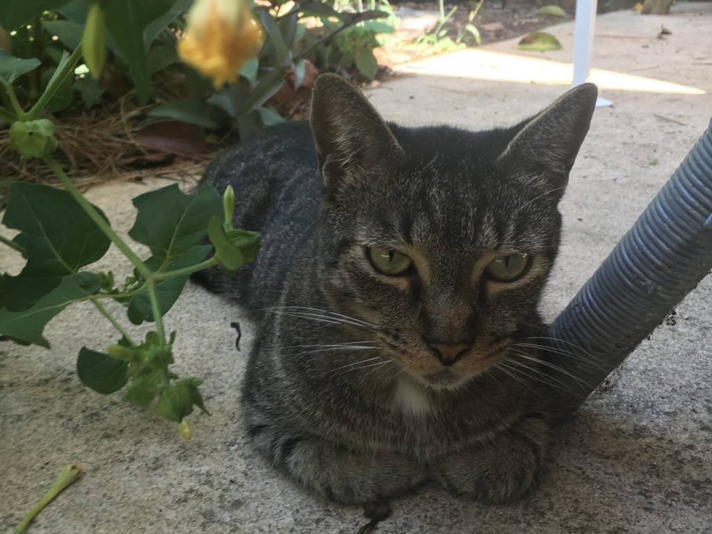 A cat relaxes on a patio.
