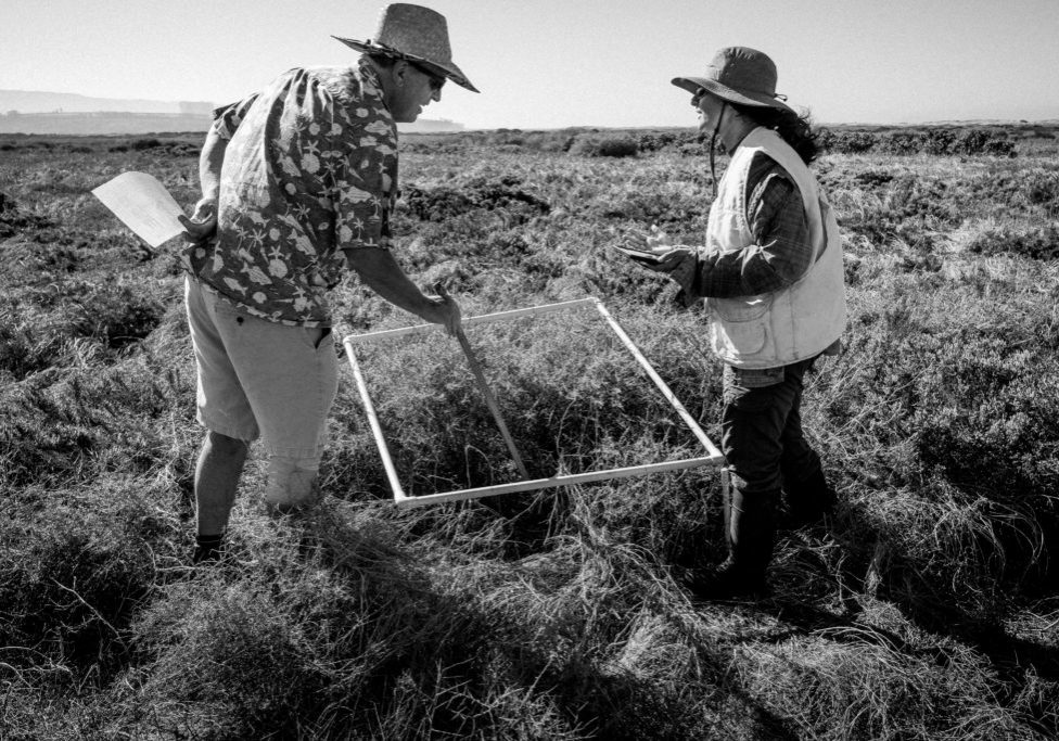 A black and white photo of Jeff Crooks and Marya Ahmad in a field, holding a rectangular device for vegetation sampling.