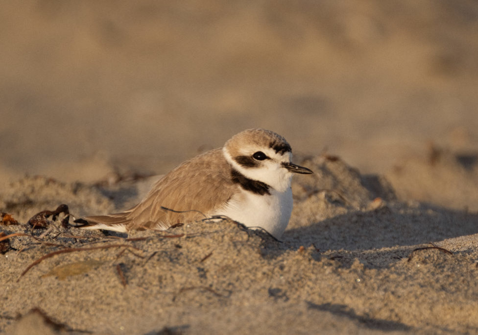 A piping plover sits in the sand bathed in a warm light.
