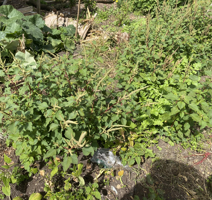 An amaranth plant grows in an urban farm.