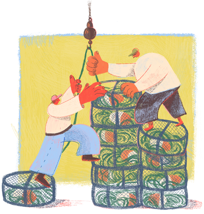 An illustration showing two crab fishermen haul up multiple crab pots filled with Dungeness crab. 