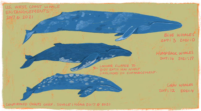 An illustrated chart showing the size differences between blue whales, humpback whales, and grey whales, also listing how many of each species were recorded to be entangled in the year, 2017.