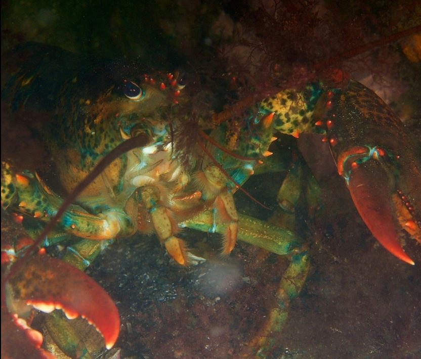 A close-up of a lobster under the water. 