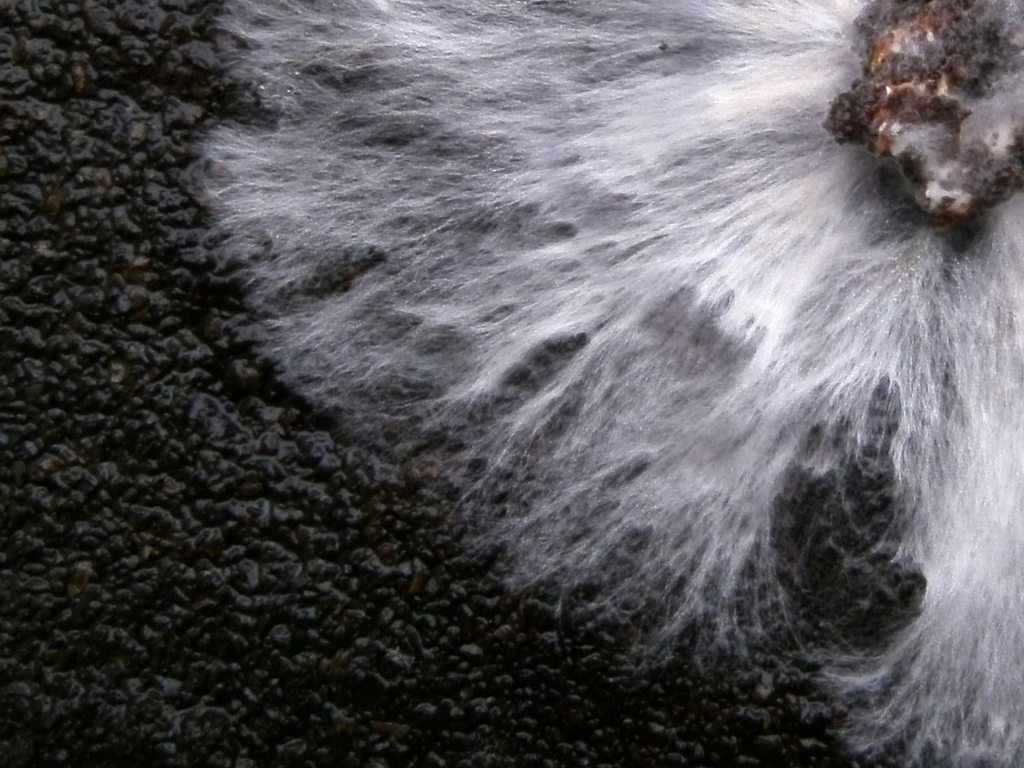 White, root-like mycelium grows on a dark petri dish of coffee grounds