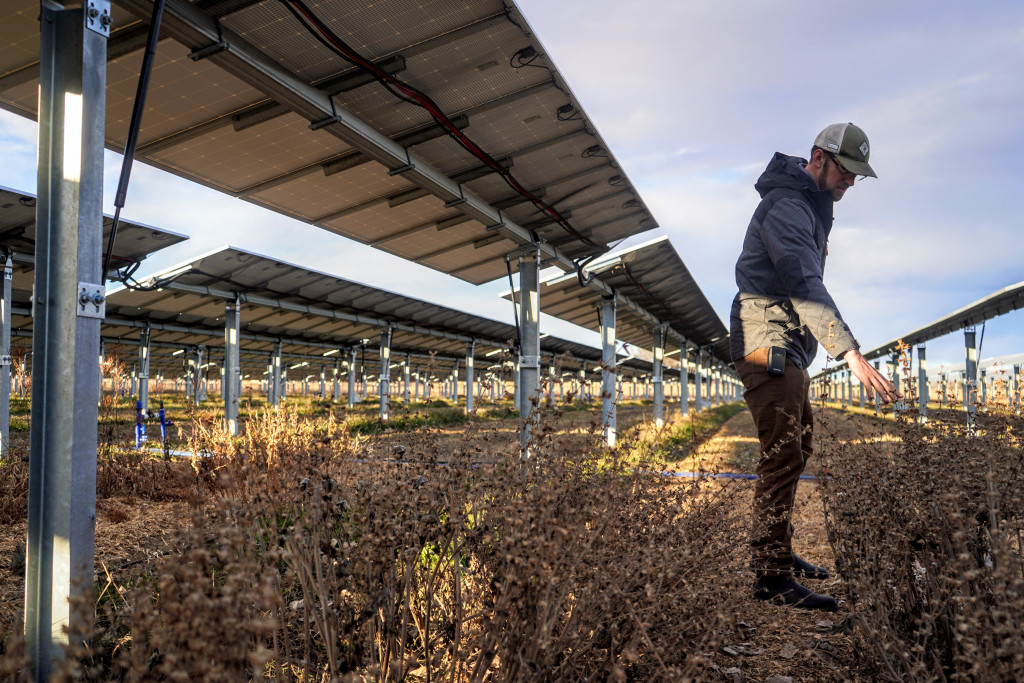 A man touches a sage plant while standing between rows of solar panels.