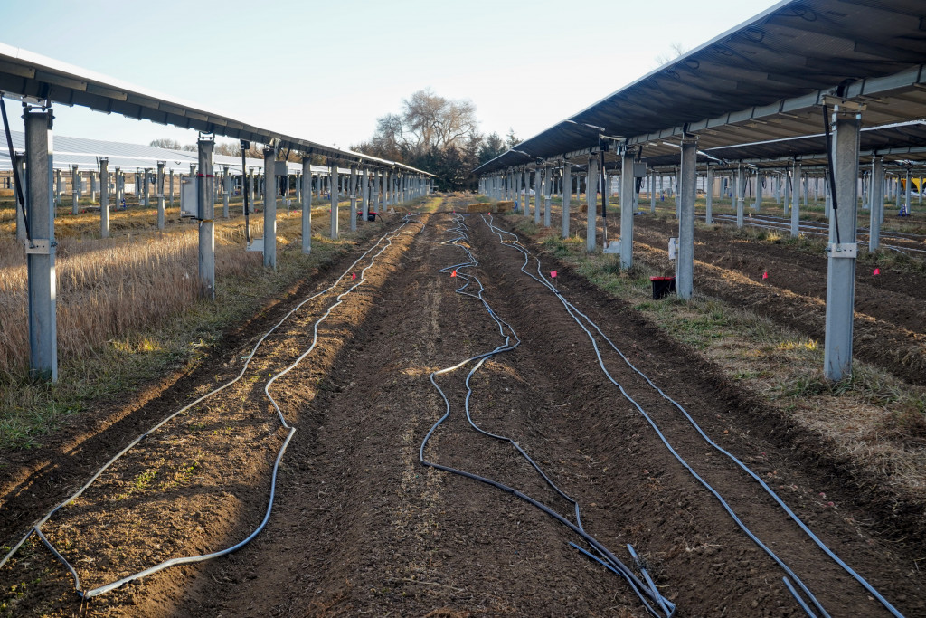 Rows of solar panels are separated by crops and winding irrigation lines.
