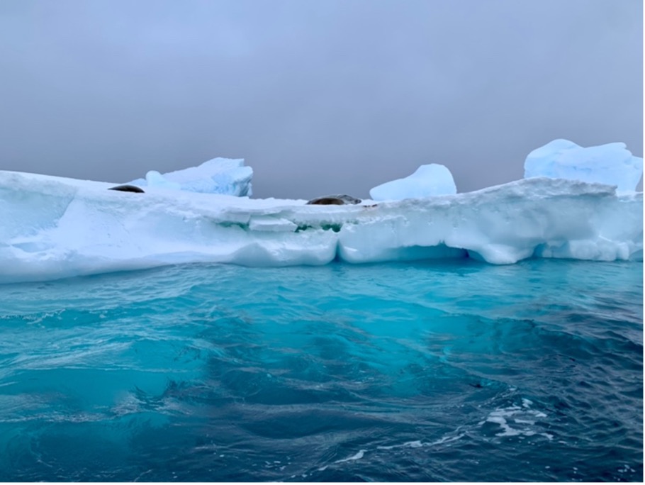 Two black seals atop an iceberg in bright blue water