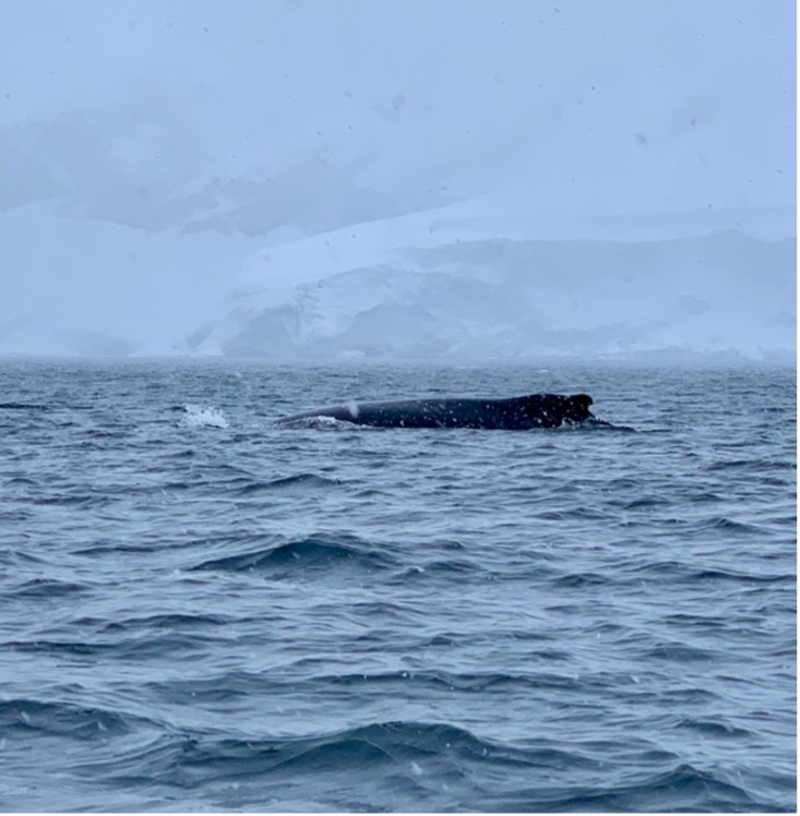 A humpback whale emerges from icy blue waters