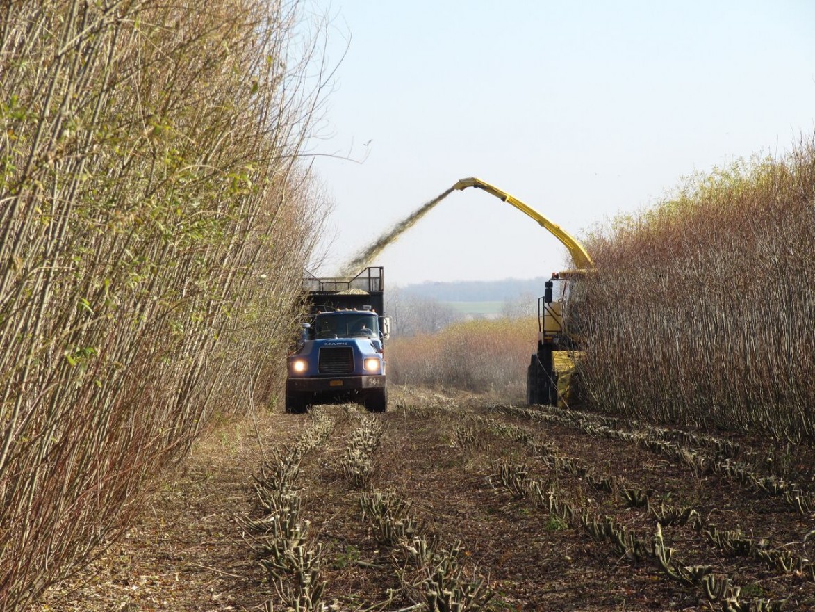 Shrub willow is being harvested for biomass. (Photos courtesy The Willow Project at SUNY-ESF)