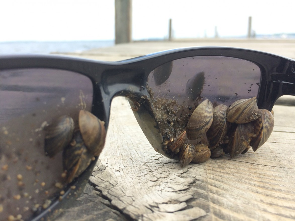 Zebra mussels are quick to claim their prey: anything on the lake-bottom. (Adam Hinterthuer/UW Center for Limnology)